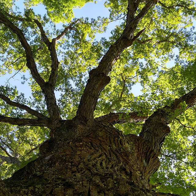 Three Sisters Tree